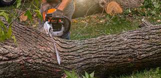 Best Firewood Processing and Delivery  in Palmdale, CA