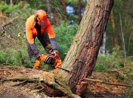 Professional Tree Services in Palmdale, CA