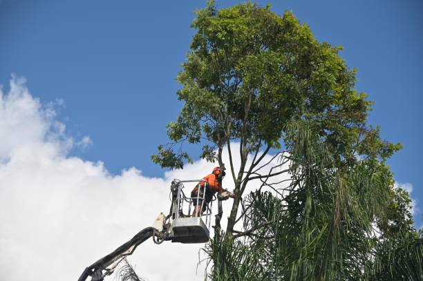 How Our Tree Care Process Works  in  Palmdale, CA