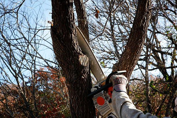 Best Seasonal Cleanup (Spring/Fall)  in Palmdale, CA