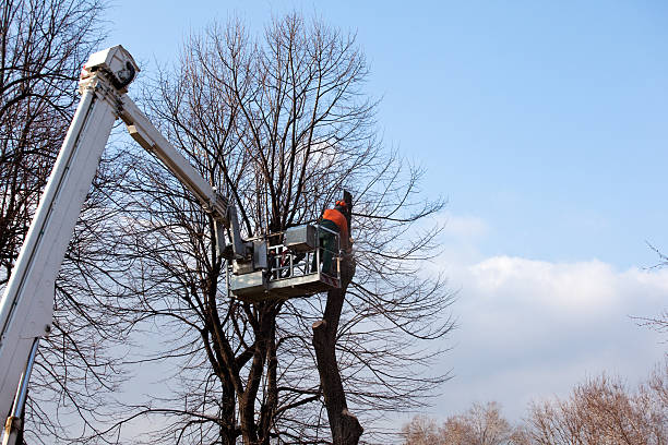 Best Tree Mulching  in Palmdale, CA