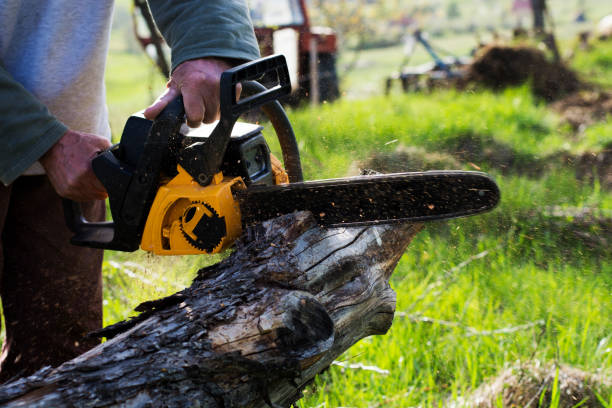 Best Tree Maintenance Programs  in Palmdale, CA